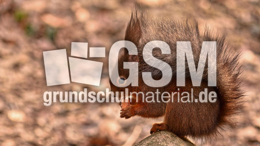 Eichhörnchen (31).jpg